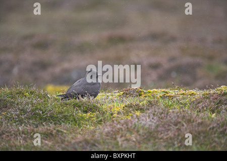 Arctic Skua Stercorarius Parasiticus auf Moorland während Regenschauers auf Shetland, Shetland-Inseln im Juni. Stockfoto