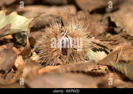Kastanien, Herbstfarben auf ein Fallobst. Stockfoto