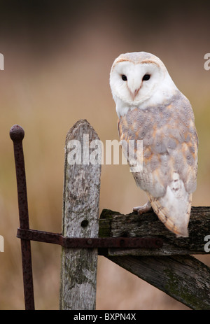 Schleiereule thront auf alte Holztor Stockfoto