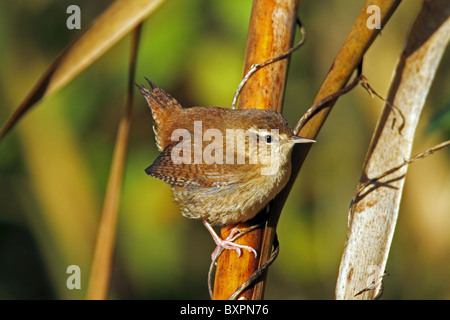 Zaunkönig (Troglodytes Troglodytes) - auch bekannt als Winter Wren. Ein gewölbtes Nest baut. Stockfoto