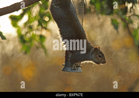 Graue Eichhörnchen (Sciurus carolinensis) - Hängend auf Bird Feeder Stockfoto