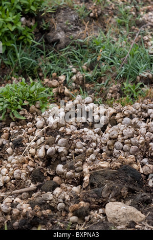 Schwammig und bauchige Stiele (aufgeblasenen Blattstiel) der getrockneten gemeinsame Wasserhyazinthe (Eichhornia Crassipes) nach der Wasserverdunstung Stockfoto