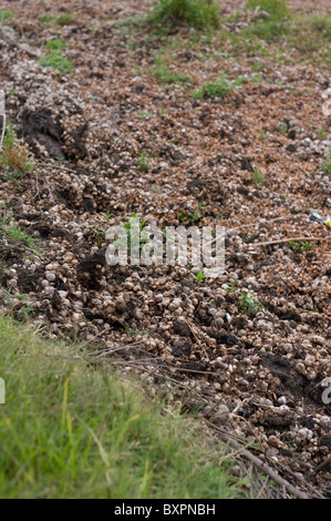 Schwammig und bauchige Stiele (aufgeblasenen Blattstiel) der getrockneten gemeinsame Wasserhyazinthe (Eichhornia Crassipes) nach der Wasserverdunstung Stockfoto