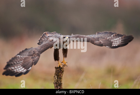 Mäusebussard Buteo Buteo ausziehen aus Barsch Stockfoto