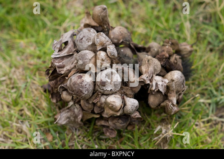 Schwammig und bauchige Stiele (aufgeblasenen Blattstiel) der getrockneten gemeinsame Wasserhyazinthe (Eichhornia Crassipes) nach der Wasserverdunstung Stockfoto