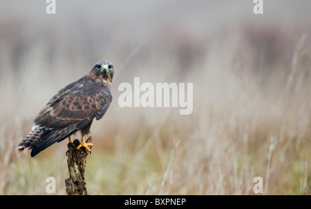 Mäusebussard, Buteo Buteo gehockt Toten Baumstumpf Stockfoto