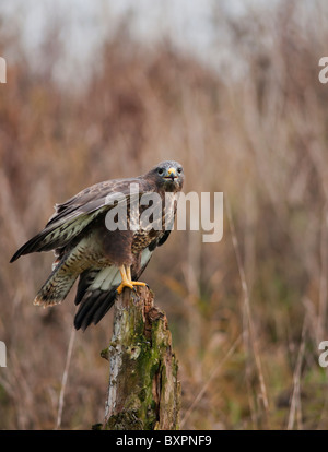 Mäusebussard, Buteo Buteo gehockt Toten Baumstumpf Stockfoto