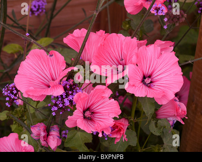 Lavatera rosa Blume in voller Blüte Stockfoto