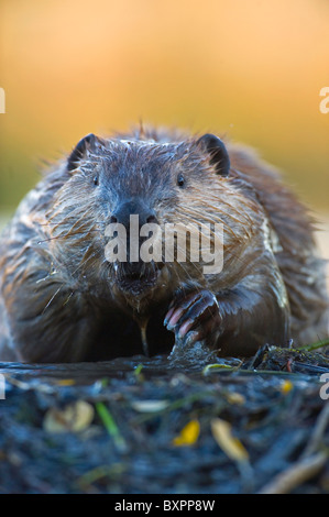 Eine vertikale Vorderansicht Bild von einem Erwachsenen Biber. Stockfoto