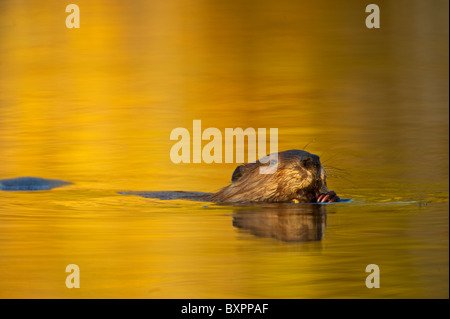 Ein Biber gleitet mühelos durch die Warmton Reflexion des Sonnenlichts im Herbst beim Kauen auf einem Stick. Stockfoto