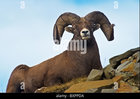 Eine Verlegung auf einen grasbewachsenen Platz auf einem felsigen Hügel Dickhornschafe. Stockfoto