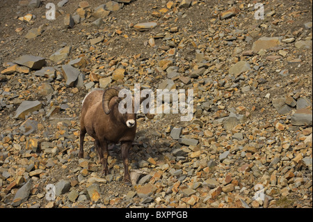 Eine wilde Dickhornschafe zu Fuß entlang einer felsigen Berghang Stockfoto