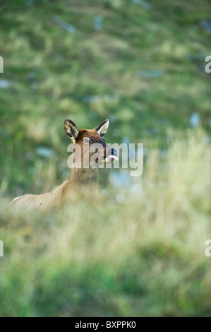 Eine lustige Porträt ein Elchkühe peering über einen Hügel und ihre Zunge heraus. Stockfoto