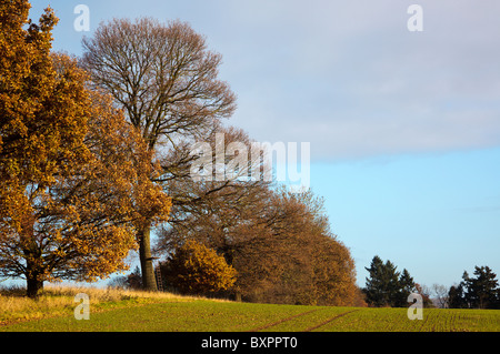 Winterbäume in der Chilterns Stockfoto