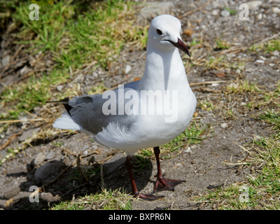 Hartlaub Möwe oder König Gull, Chroicocephalus Hartlaubii, Laridae. Hermanus, Südafrika. Stockfoto