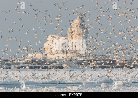 Möwen umgeben das Eis bedeckt Cleveland Hafen West Pierhead Licht Stockfoto