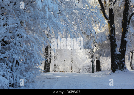 Einem hellen sonnigen Wintermorgen in der Tatra. Wald und Straße im Schnee Stockfoto