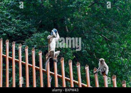 Long-tailed Macaque trinken von verworfen oder gestohlenen Pop kann bei Batu Caves, Kuala Lumpur, Malaysia Stockfoto