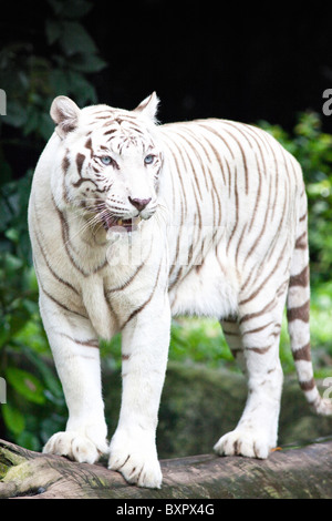 Porträt einer Bengal weiße Tiger Stockfoto