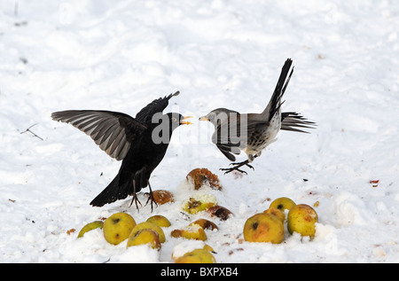 Wacholderdrossel, Turdus Pilaris, kämpfen mit männliche Amsel über Äpfel im Schnee, West Midlands, Dezember 2010 Stockfoto