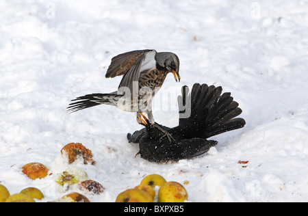 Wacholderdrossel, Turdus Pilaris, kämpfen mit männliche Amsel über Äpfel im Schnee, West Midlands, Dezember 2010 Stockfoto