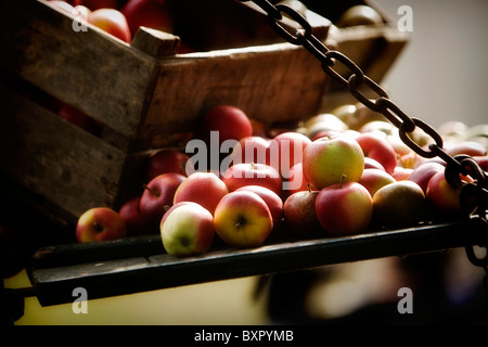 Kommerzielle, Äpfel aus Kent Stockfoto