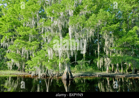 Kahle Zypresse Bäume im Wasser in einem Florida Sumpf an einem warmen Sommertag reflektieren Stockfoto