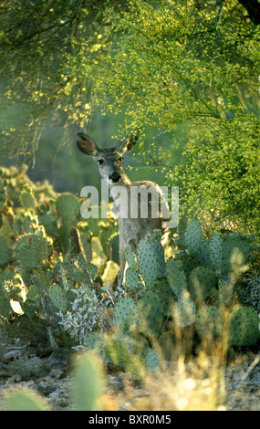 Ein Reh hält Sabino Canyon Recreation Area, Santa Catalina Mountains, Coronado National Forest, Tucson, Arizona, USA. Stockfoto