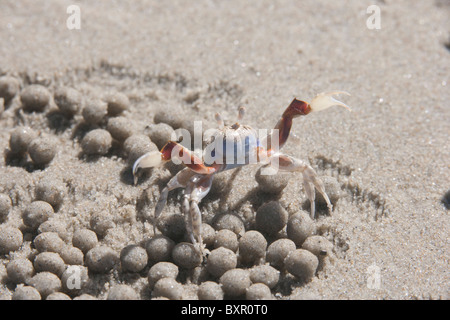 Nahaufnahme von Soldat Krabbe Krabbe Kugeln erstellt als Nebenprodukt der Graben in den sandigen Strand von dieser Krabben umgeben. Stockfoto