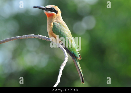 White-fronted Biene-Esser Stockfoto