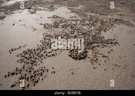 Erstellt von Soldat Krabben auf einsamen Strand in Nord Queensland geben Textur zum Strand Sand-Kugeln. Port Douglas, Queensland AUS Stockfoto