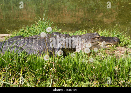 Amerikanischer Alligator (Alligator Mississippiensis) sonnen sich in einem Patch Gras an einem Teich. Stockfoto