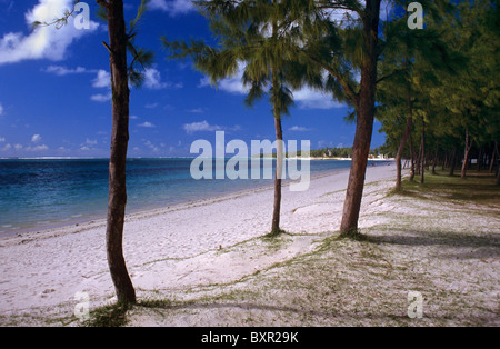 Verlassene Belle Mare Beach, mit pfeifenden Kiefern oder pfeifenden Kiefern, Casuarina equisetifolia, Mauritius Stockfoto