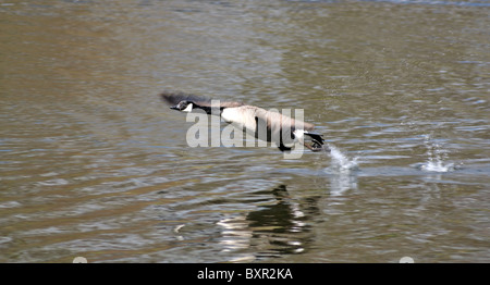 Kanadische Gans nehmen im zeitigen Frühjahr in die Flucht. Stockfoto