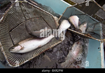 Gezüchteten Regenbogenforellen in Netze über einen Pferch auf einer Fischfarm. Stockfoto