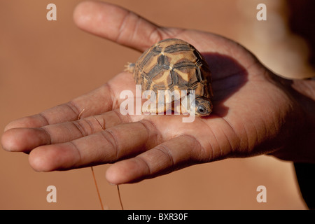 Abgestrahlte Schildkröte Astrochelys (Geochelone radiata). Ersten Jahr Kinder, liegt auf der Hand. Stockfoto