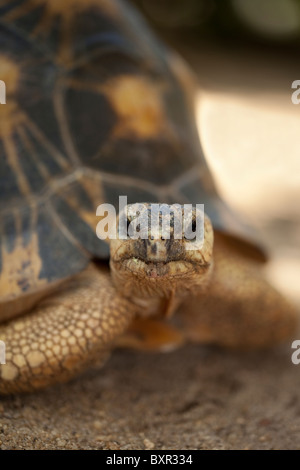 Ausgestorbene Schildkröte Astrochelys (Geochelone) Radiata. Porträt. Stockfoto