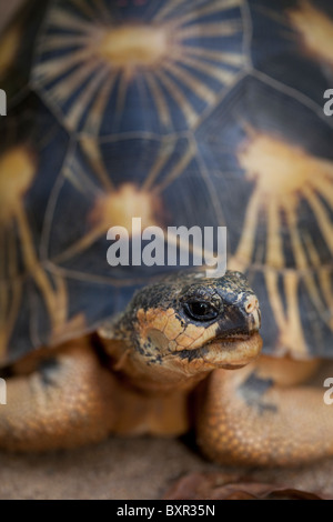 Ausgestorbene Schildkröte Astrochelys (Geochelone) Radiata. Porträt. Stockfoto