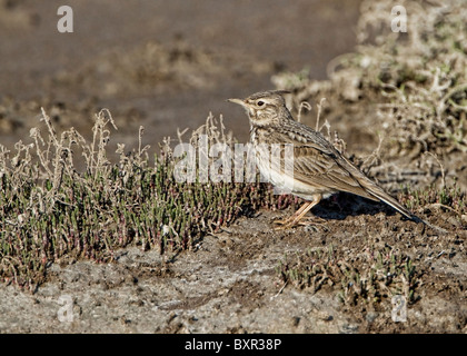 Erklommene Lerche (Galerida Cristata) hocken Stockfoto