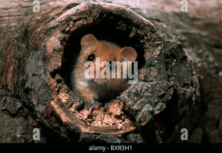 Haselmaus / Hasel Haselmaus (Muscardinus Avellanarius) verlassen das Nest in hohlen Baum im Wald bei Nacht Stockfoto