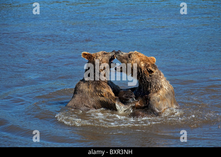 Zwei Europäische Braunbären (Ursus Arctos) kämpfen im Wasser, Schweden Stockfoto