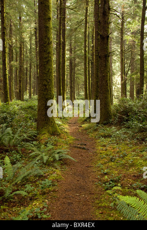 Schmutz und Kiefernnadel überdachter Weg führt durch Wald von Cape Perpetua Naturgebiet entlang der Küste von Oregon, USA Stockfoto