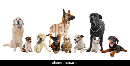 Gruppe von Hunden, Welpen und Katzen auf weißem Hintergrund Stockfoto