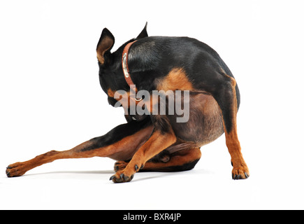 reinrassige Zwergpinscher Kratzen auf weißem Hintergrund Stockfoto