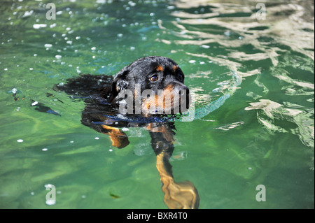 Porträt von einem reinrassigen schwimmen Rottweiler in einem Fluss Stockfoto