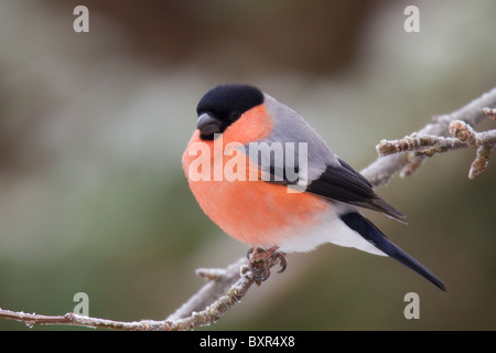 männliche eurasischen Gimpel (Pyrrhula Pyrrhula) thront auf einem Frost bedeckten Ast Stockfoto