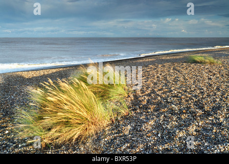 Tufts Dünengebieten Gras auf Kessingland Strand (SSSI), Suffolk, uk Stockfoto