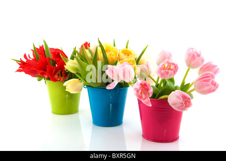 Blumensträuße von Bunte Tulpen in multicolor Eimer Stockfoto