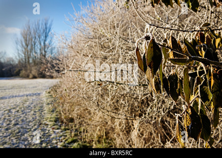 Sonnig, Winter-Szene im Loushers Lane Recreation Park in Warrington genommen Stockfoto