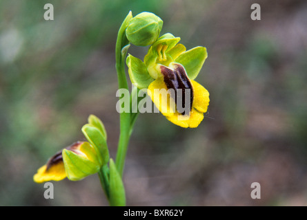 Gelbe Orchidee - Ophrys lutea Stockfoto